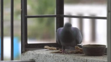 Kaya pencere pervazında oturan güvercini kapat.