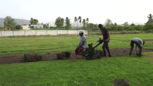 インドの農場で働く農民は — ストック動画