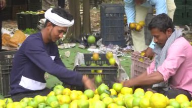 PUNE, MAHARASHTRA, INDIA 12 AĞUSTOS 2023: çiftlikten meyve toplama