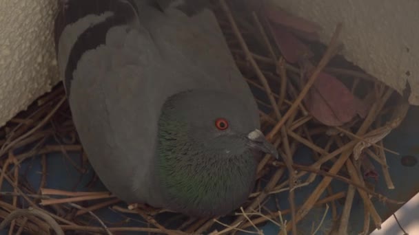 Pune Maharashtra India August 2023 Pigeon Nest — 图库视频影像