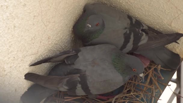 Pune Maharashtra India August 2023 Pigeons Nest — Stock Video