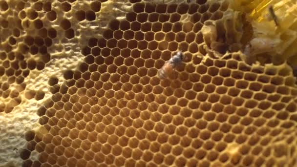 Zblízka Plástve Včelami — Stock video