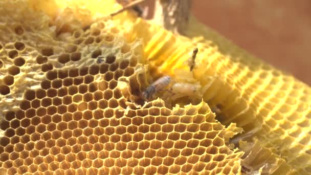 Nahaufnahme Der Wabe Mit Bienen — Stockvideo