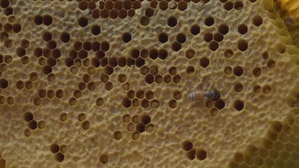 Close Honeycomb Bees — Stock Video