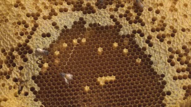 Close Honeycomb Bees — стоковое видео