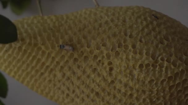 Arılarla Bal Peteğini Kapat — Stok video
