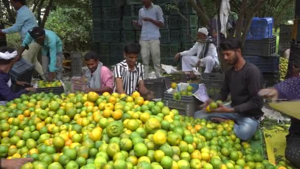 Pune Maharashtra India August 2023 Recoltarea Fructelor Fermă — Videoclip de stoc