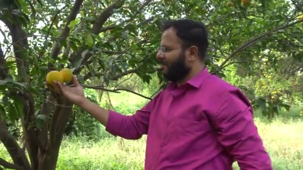 Пунні Магаарттра Індіа Аугест 2023 Збирання Фруктів Фермі — стокове відео