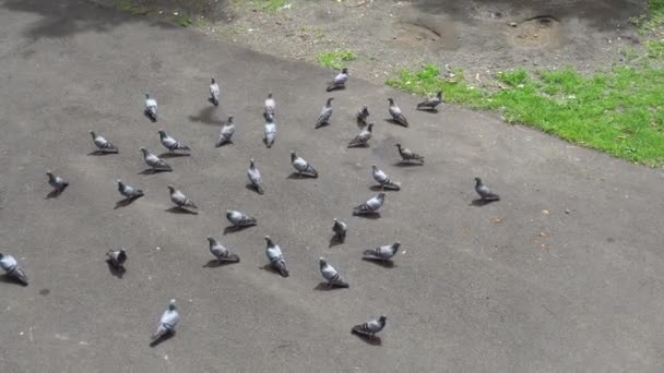Top View Pigeons Asphalt Road — Stock Video