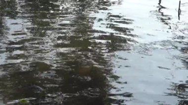 Gündüz vakti güzel göl kıyısı