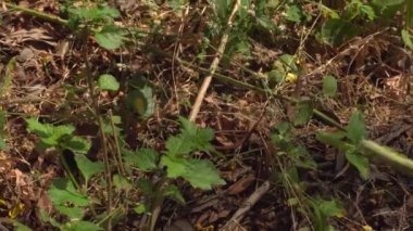 Ormanda yeşil yapraklar