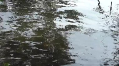 Gündüz vakti güzel göl kıyısı