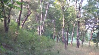 Güneşli bir günde güzel bir orman