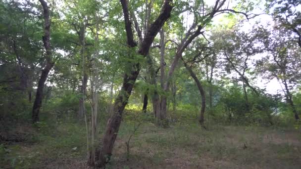 Güneşli Bir Günde Güzel Bir Orman — Stok video