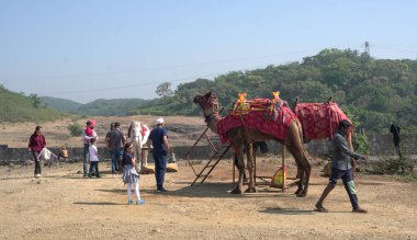 Hindistan 'da develeri olan insanlar.