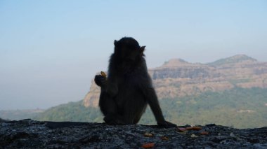 maymun dağ manzaralı bir kayanın üzerinde oturuyor.
