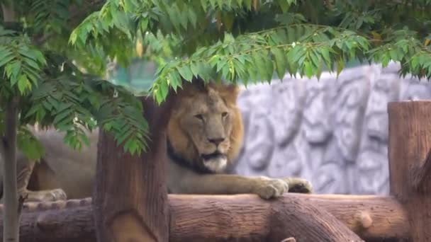 Grote Leeuw Zoo — Stockvideo