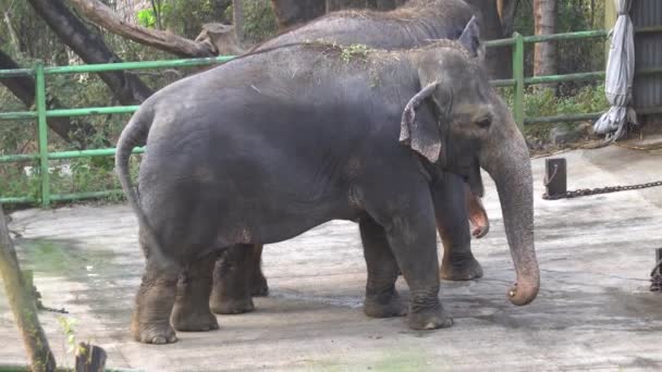 Wielkie Słonie Zoo — Wideo stockowe