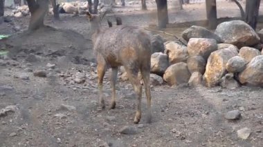 Hayvanat bahçesindeki vahşi geyik