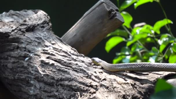 Lungo Serpente Selvatico Allo Zoo — Video Stock
