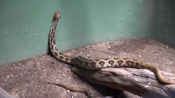 Long Wild Snake Zoo — Stock Video