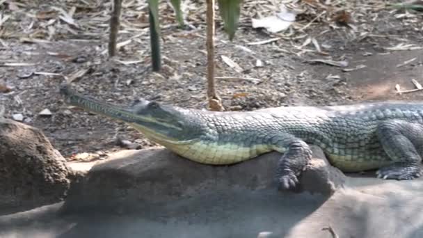 Crocodile Sauvage Dans Zoo — Video