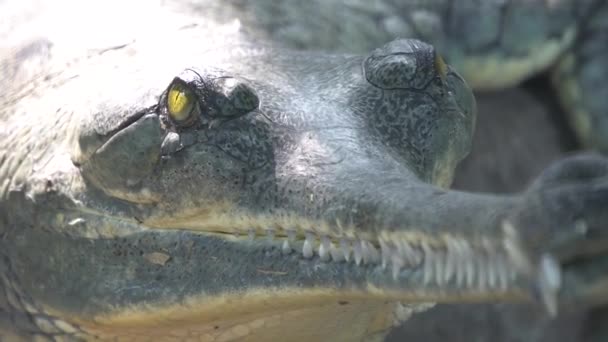 动物园里的野生鳄鱼 — 图库视频影像