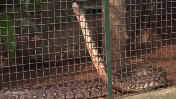 Długi Dziki Wąż Zoo — Wideo stockowe