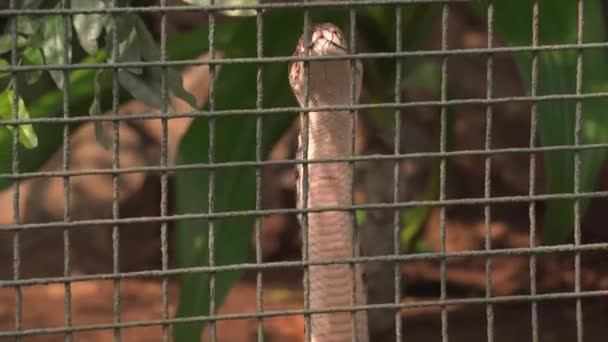 Długi Dziki Wąż Zoo — Wideo stockowe