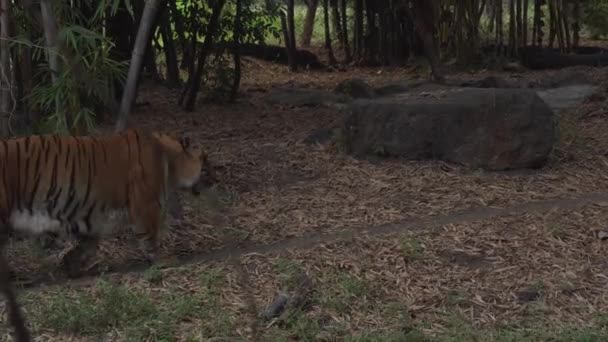 Красивый Тигр Зоопарке — стоковое видео
