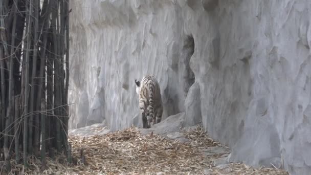 Harimau Putih Kebun Binatang — Stok Video