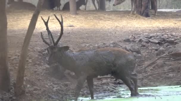 動物園の野生の鹿たち — ストック動画