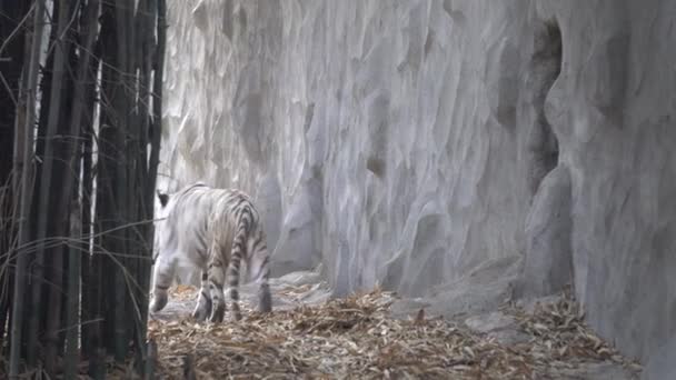 Harimau Putih Kebun Binatang — Stok Video