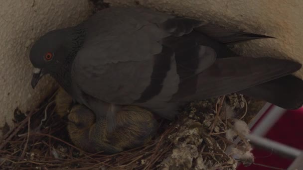 巣の中の鳩のトップビュー — ストック動画