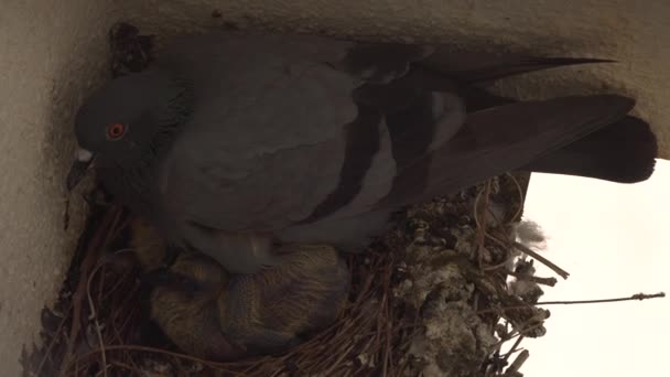 Yuvadaki Güvercinlerin Üst Görüntüsü — Stok video