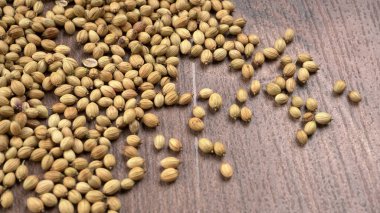 Kişniş tozu, Hint baharatı ve bitkileri için kişniş tohumları..