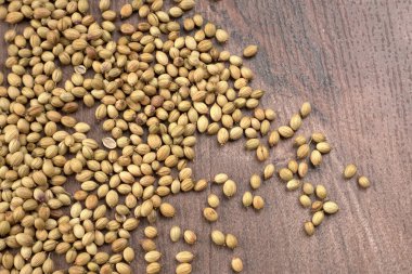 Kişniş tozu, Hint baharatı ve bitkileri için kişniş tohumları..