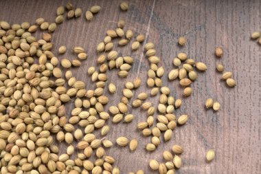 Kişniş tozu, Hint baharatı ve bitkileri için kişniş tohumları..