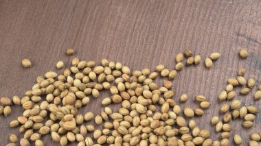 Kişniş tozu, Hint baharatı ve bitkileri için kişniş tohumları..