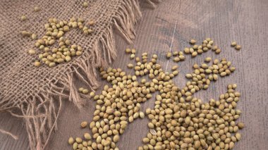 Kişniş tozu, Hint baharatı ve bitkileri için kişniş tohumları..