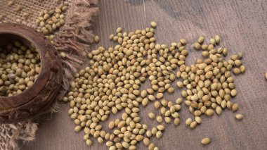 Kişniş tozu, Hint baharatı ve bitkileri için bir kase kişniş tohumu..