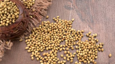 Kişniş tozu, Hint baharatı ve bitkileri için bir kase kişniş tohumu..