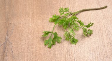 Kuru kişniş tohumları ile küçük bambu kaşığı ve yeşil taze kişniş yaprakları, Asya 'nın mutfağında bulunan ünlü baharatlar..