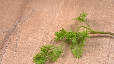 Kuru kişniş tohumları ile küçük bambu kaşığı ve yeşil taze kişniş yaprakları, Asya 'nın mutfağında bulunan ünlü baharatlar..