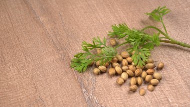Kuru kişniş tohumları ile küçük bambu kaşığı ve yeşil taze kişniş yaprakları, Asya 'nın mutfağında bulunan ünlü baharatlar..