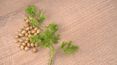 Kuru kişniş tohumları ile küçük bambu kaşığı ve yeşil taze kişniş yaprakları, Asya 'nın mutfağında bulunan ünlü baharatlar..