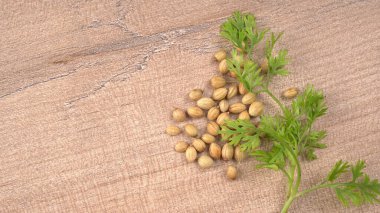 Kuru kişniş tohumları ile küçük bambu kaşığı ve yeşil taze kişniş yaprakları, Asya 'nın mutfağında bulunan ünlü baharatlar..