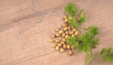 Kuru kişniş tohumları ile küçük bambu kaşığı ve yeşil taze kişniş yaprakları, Asya 'nın mutfağında bulunan ünlü baharatlar..