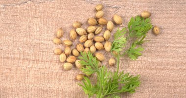 Kuru kişniş tohumları ile küçük bambu kaşığı ve yeşil taze kişniş yaprakları, Asya 'nın mutfağında bulunan ünlü baharatlar..