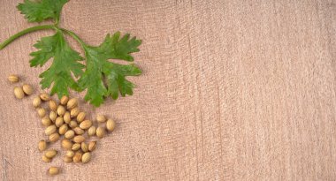 Kuru kişniş tohumları ile küçük bambu kaşığı ve yeşil taze kişniş yaprakları, Asya 'nın mutfağında bulunan ünlü baharatlar..